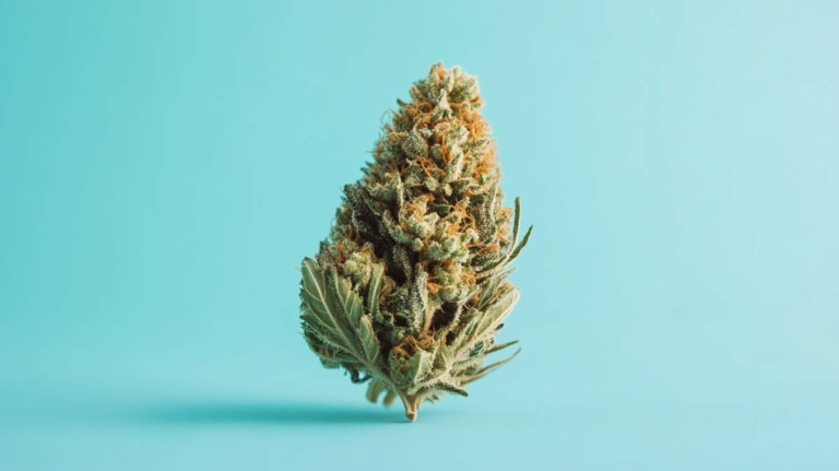Mint Chocolate Chip Sorte: Aroma, THC-Gehalt & Genetik