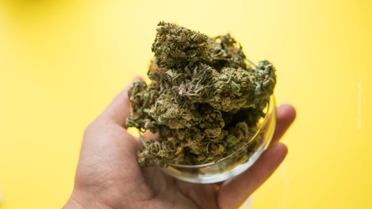 Cannabis Grundwissen: Marihuana, Weed, Hanf – ABC