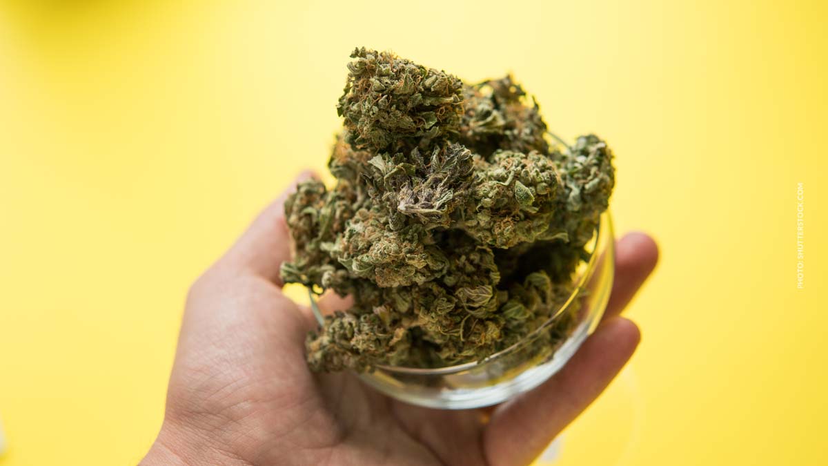 Nuken Sorte: Kush-Genetik, Geschmack & Effekte
