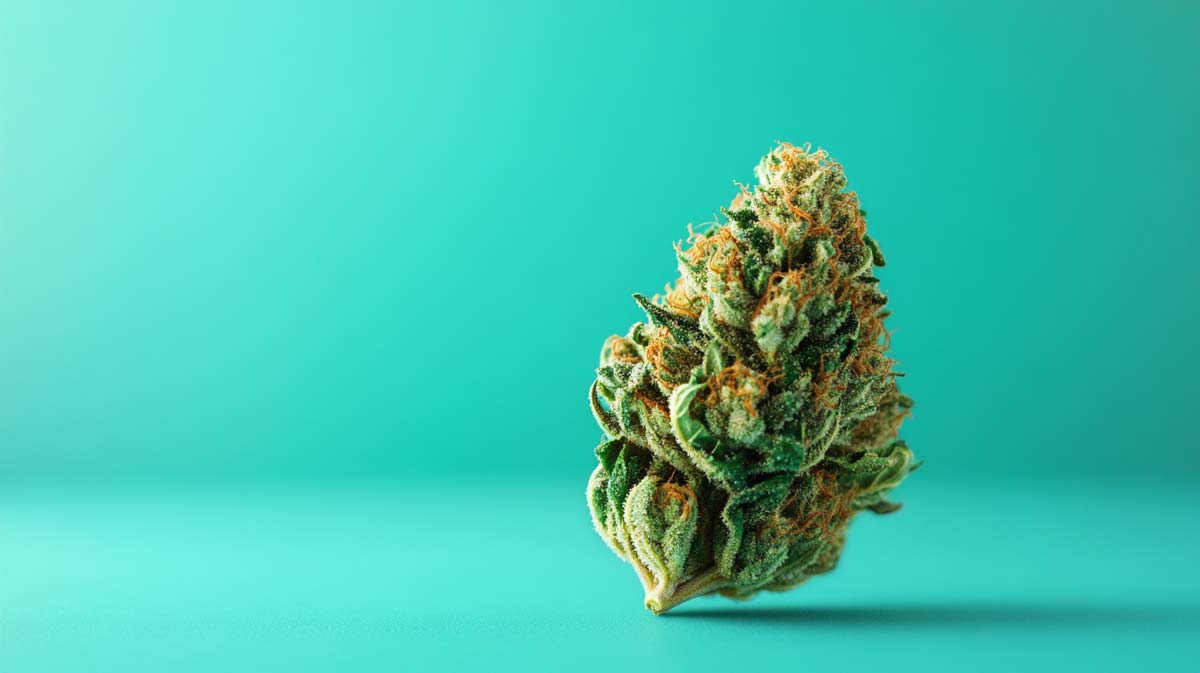 Critical Bilbo: Sorte, Aroma & THC Gehalt
