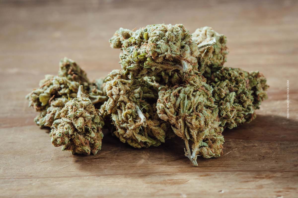 Critical Mass: Sorte, Aroma & THC Gehalt