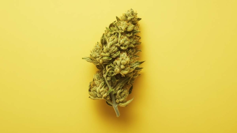 Durban Poison Sorte: Wirkung, Herkunft & wann ernten?