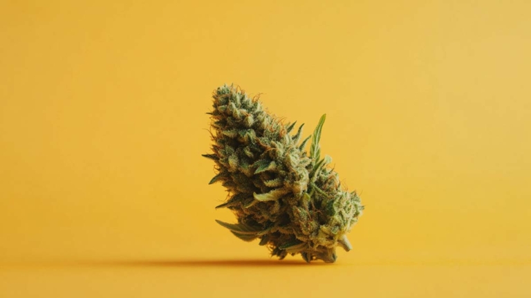 Loud Dream Sorte: Wirkung, THC & Erfahrungsberichte