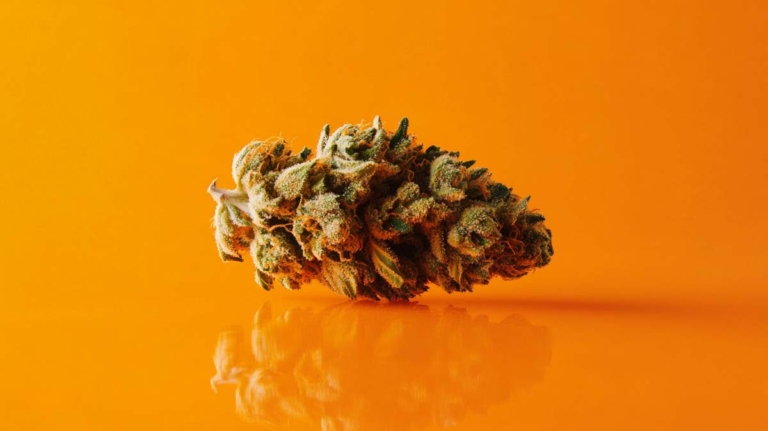 Tropicana Cookies Purple Sorte: THC, Effekte & Genetik