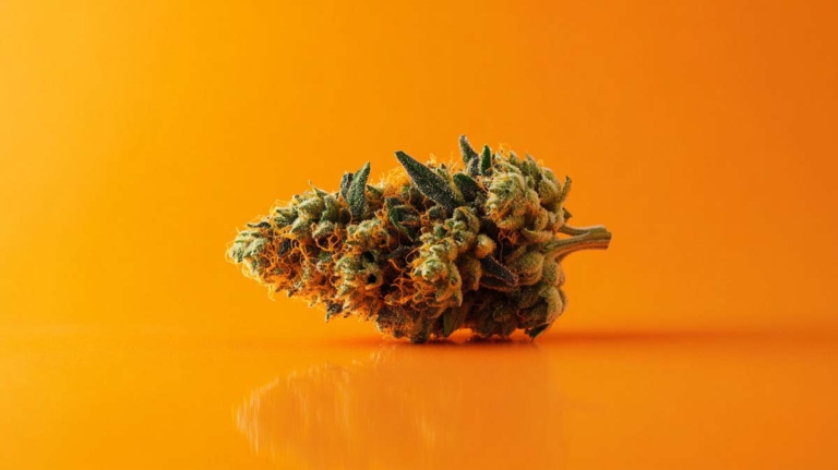 MAC 1 Sorte: Strain, THC-Gehalt & wo kaufen ?