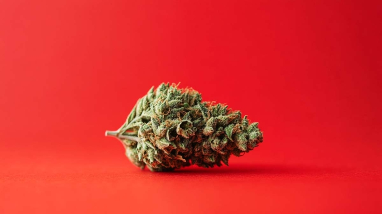 Sativa vs. Indica: Wirkung, High & was ist der Unterschied?