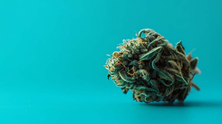 Ice Sorte Cannabis Sorte: THC, Wirkung & wie anbauen?