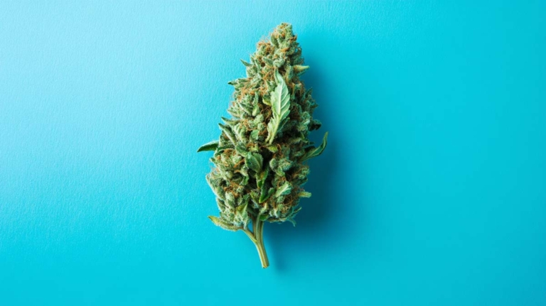 Garlic Truffle Sorte: THC-Gehalt, Geschmack & kaufen?