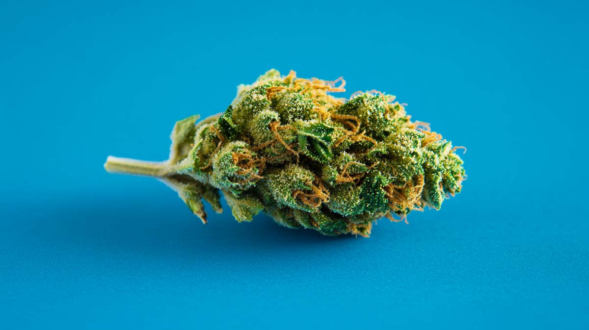 Space Cake: Sorte, Aroma & THC Gehalt