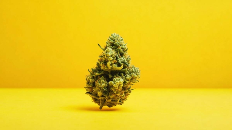 Garlic Funk Sorte: Aroma, THC & wo legal kaufen?