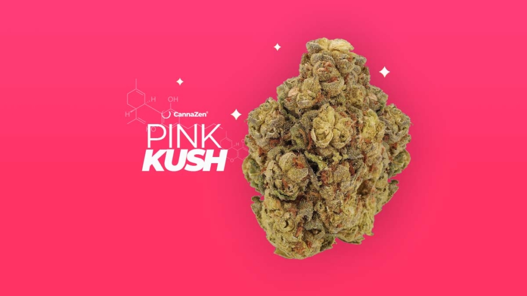 Pink Kush: Sorte, Aroma & THC Gehalt - CannaZen Original - COMING UP pink-kush-cannabis-sorte-cannazen-hersteller-wirkung-aroma-effekt-thc-cbd-terpene