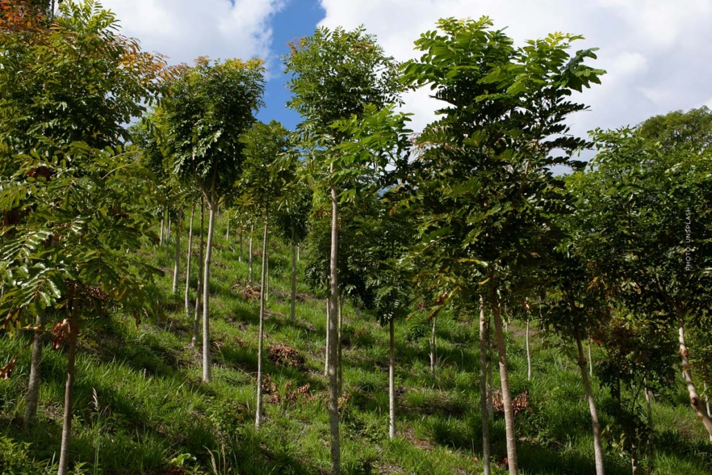 projekt-baum-fplanzen-aufforsten-berghang