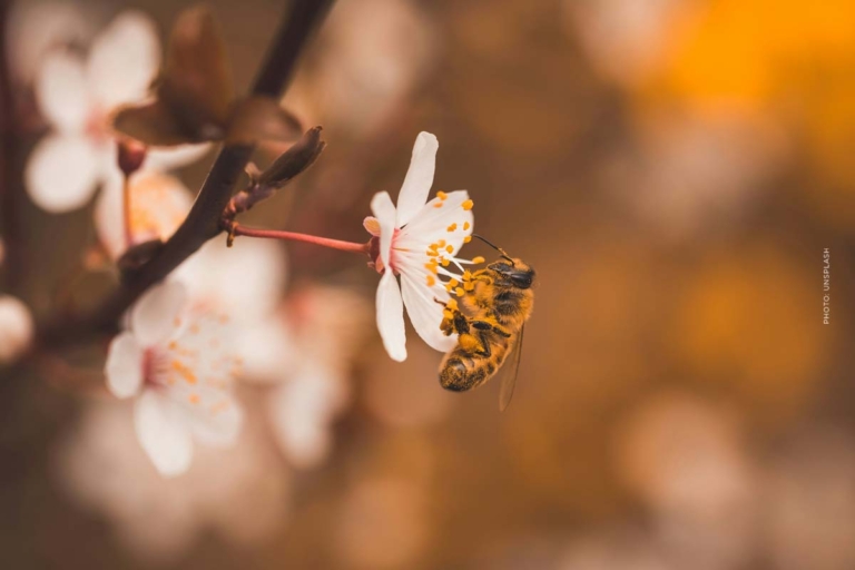 Bienen schützen: Wir unterstützen den Schutz der Bienen