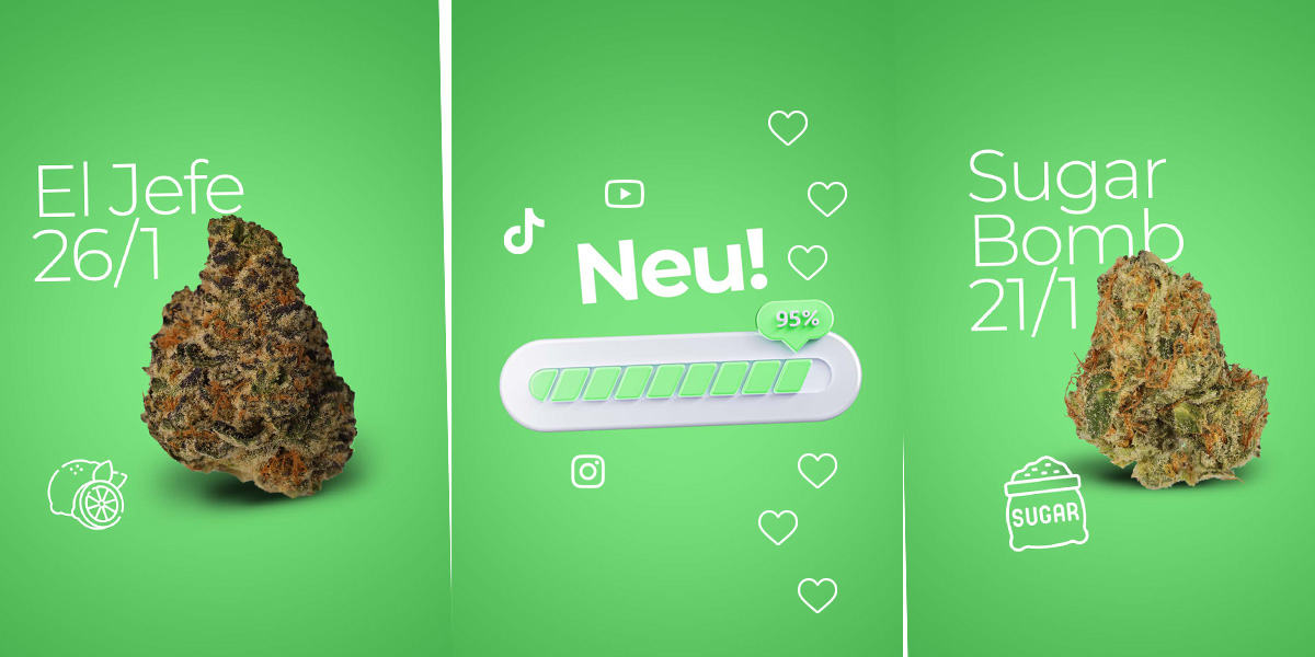 CannaZen Social: Jetzt auch auf Instagram, TikTok, YouTube & Co.