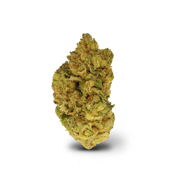 Biscotti Jealousy x 24,0% THC | Remexian Pharma