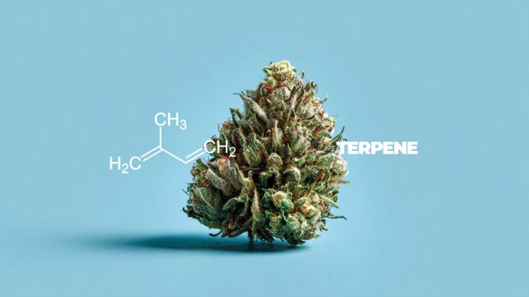 Cannabis Wirkstoffprofil: THC, CBD & Terpene im Vergleich