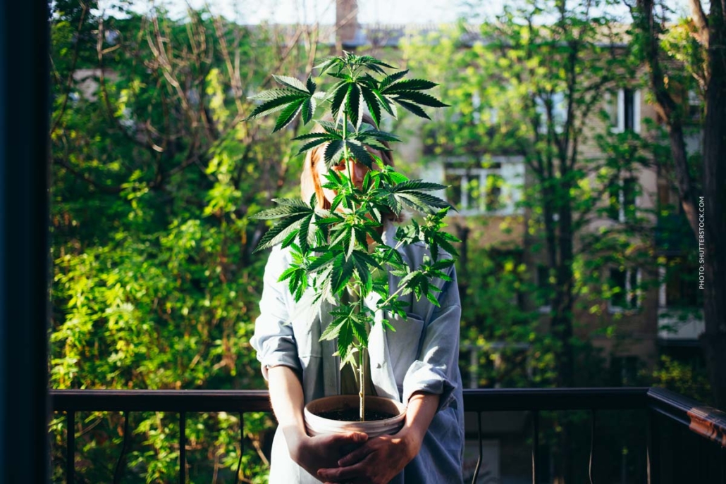 cannabis-anbau-frau-balkon-zuhause-legal-gesetz-zeigt-erfolg-pflanze