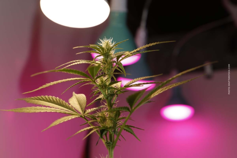 Cannabis Anbau Probleme 8/9: Schädlinge, Schimmel & Nährstoffmängel