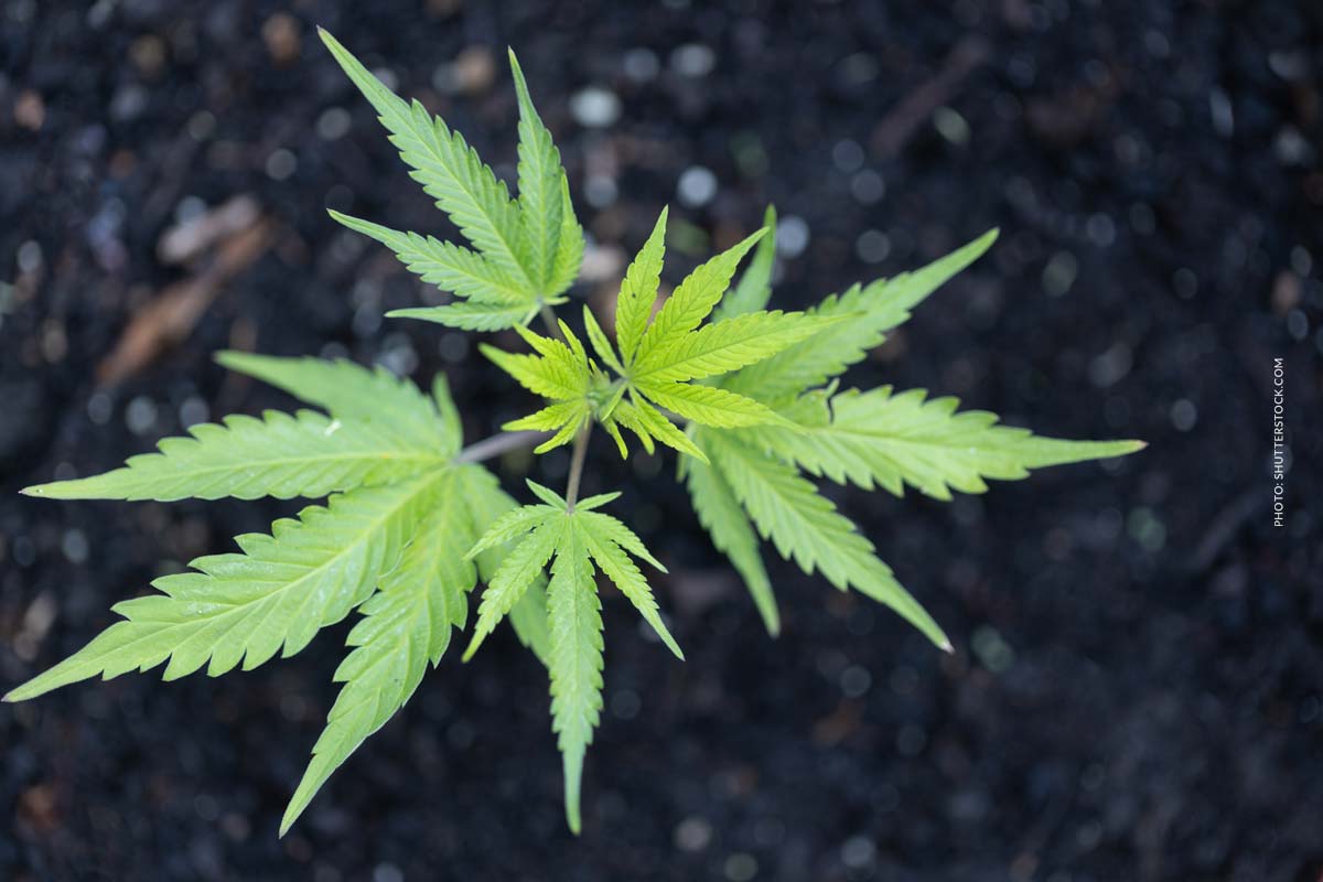 Cannabis Sorte: Cannabis, Anbau, Pflanze, Outdoor, Steckling