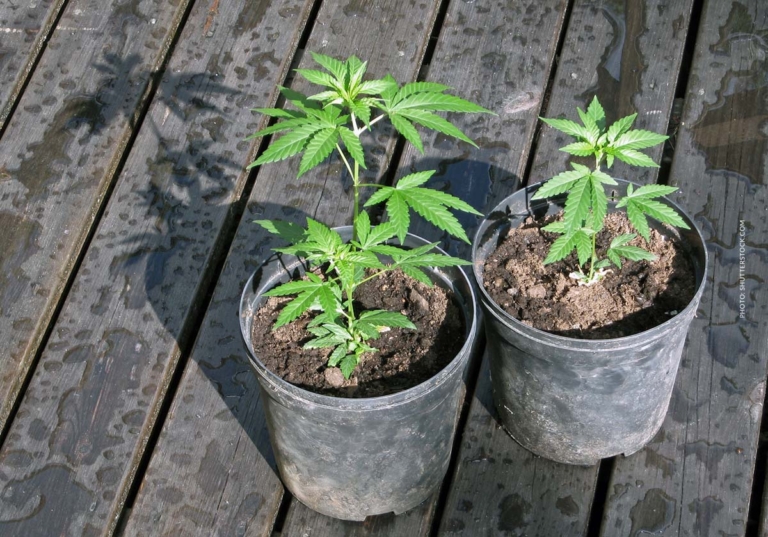 Ärger um den legalen Anbau von Cannabis in Berlin