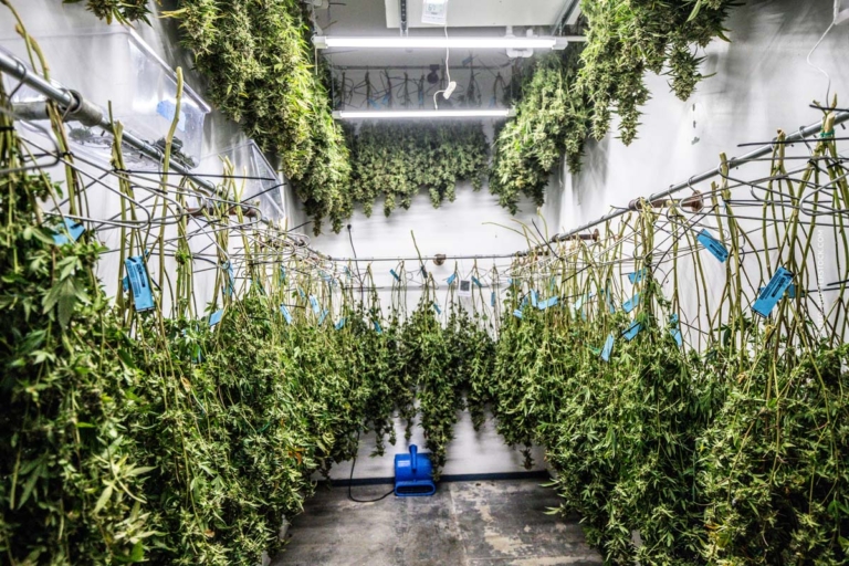 Cannabis Anbau Trocknen 6/9: Blüten & Veredelung der Ernte (Curen)