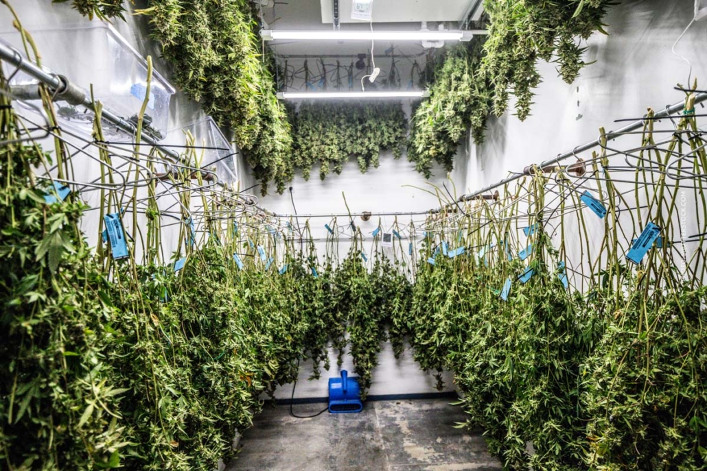 cannabis-anbau-trocknen-trocknung-curing-lagerhalle-bluten-lagerzeit