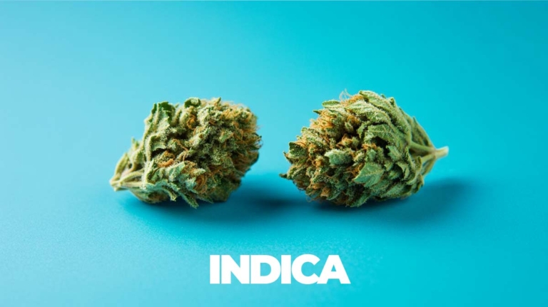 Indica Cannabis: Sorten, Wirkung, Genetik & worauf achten beim Kaufen?