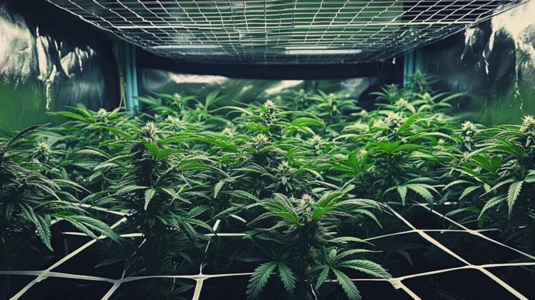 Coffeeshops dürfen anbauen, THC in Haribo, DEA und Cannabis in USA + Kanada