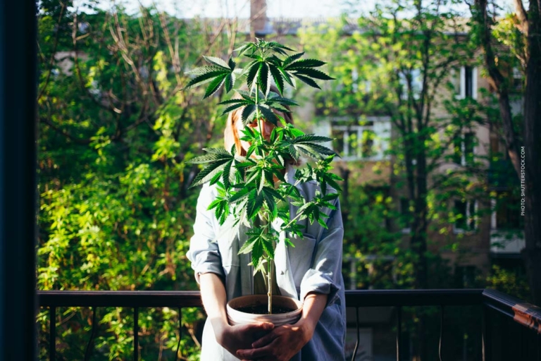 Cannabis Frankreich: Strafe, Grenze & wieviel darf ich haben?