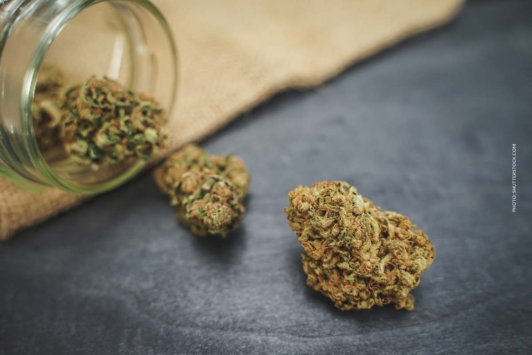 Jelly Mints Sorte: Preis, THC & wo legal kaufen ?