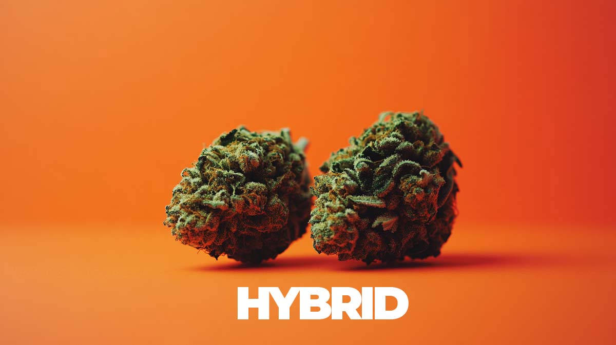 Moonbow × Planet Purple: Hybrid, THC & kaufen?