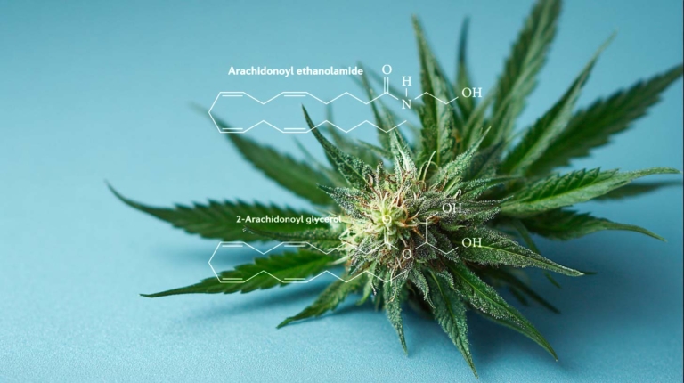 Trichome Cannabis: Produzieren Wirkstoffe wie THC, CBD in Blüte der Cannabispflanze