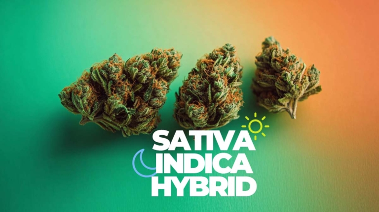 Indica vs Sativa: Unterschied, Wirkung & was passt zu mir?
