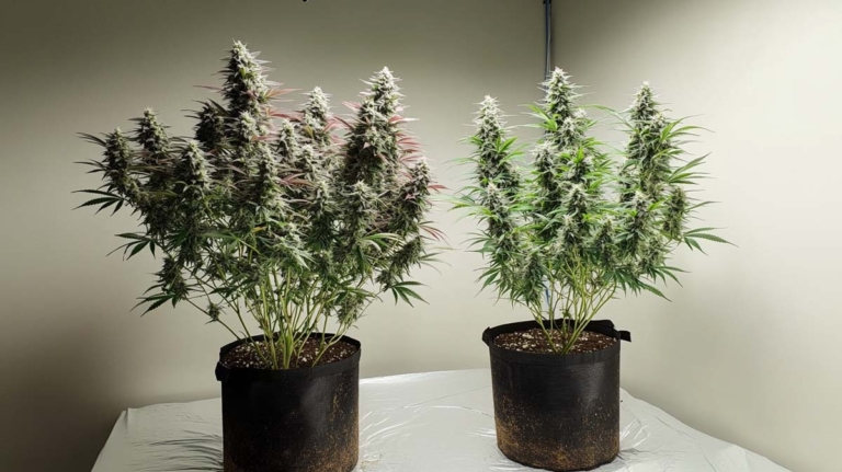 Lollipopping: Cannabis Anbau, Triebe und größere Blüten