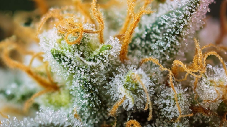 Cannabis Gelenkschmerzen: Creme, Tropfen & was wirkt?