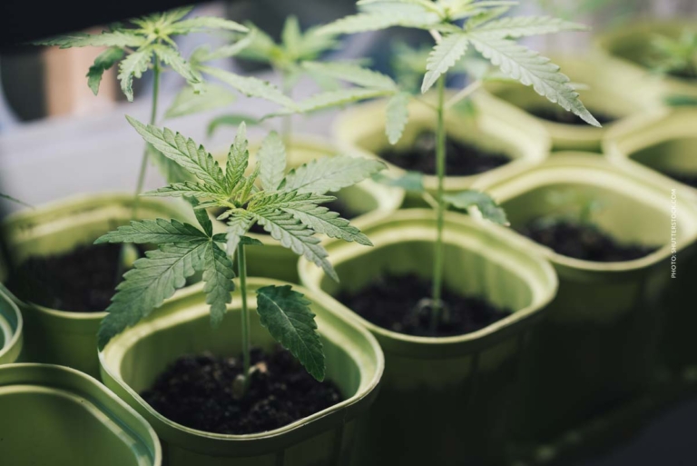 Cannabis Anbau Samen 2/9: Cannabissamen keimen lassen, Methoden & Tipps