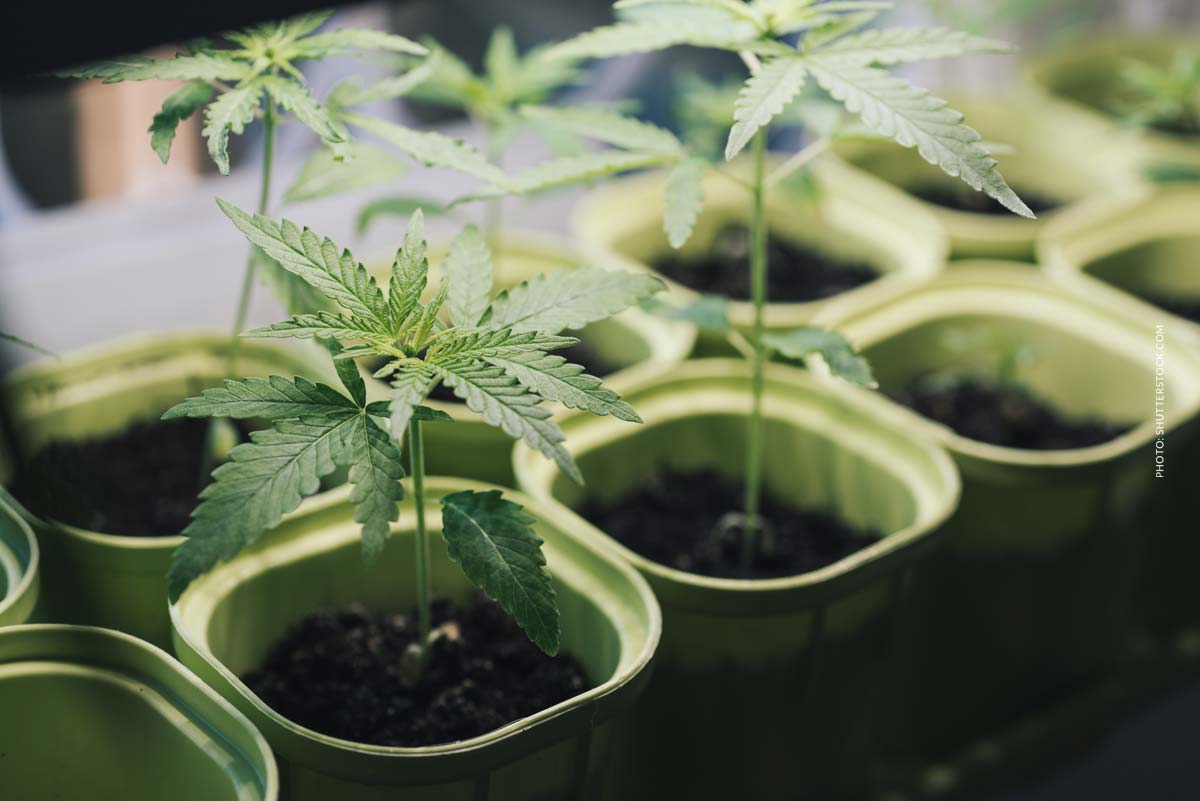 Cannabis Anbau Samen 2/9: Cannabissamen keimen lassen, Methoden & Tipps