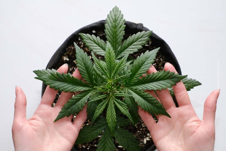 Mr Nice Seeds: Erfahrungen, Cannabissorten & Preis