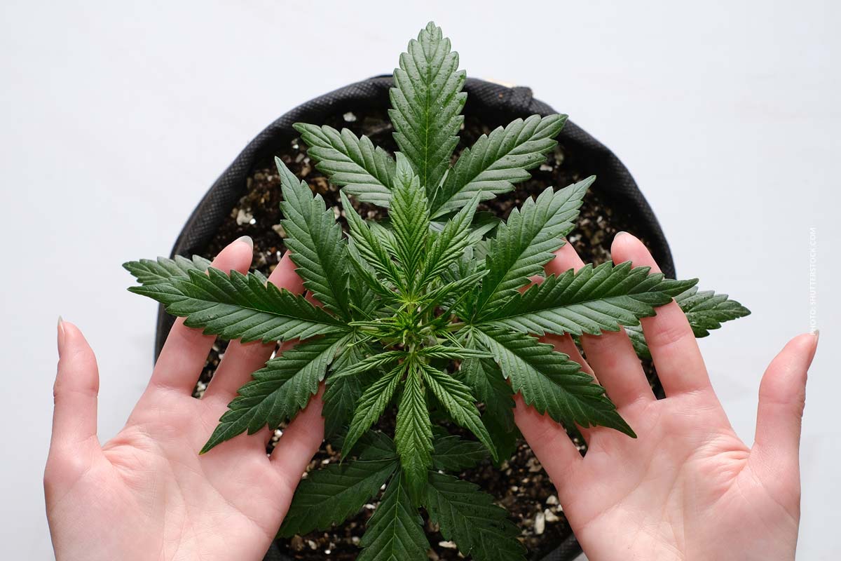Cherry Dosido: THC-Wert, Ertrag & Anbau Gramm