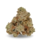 Island Sweet Skunk x 20,0% THC | Aurora