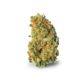 Elida x 6,3% THC | Bedrocan