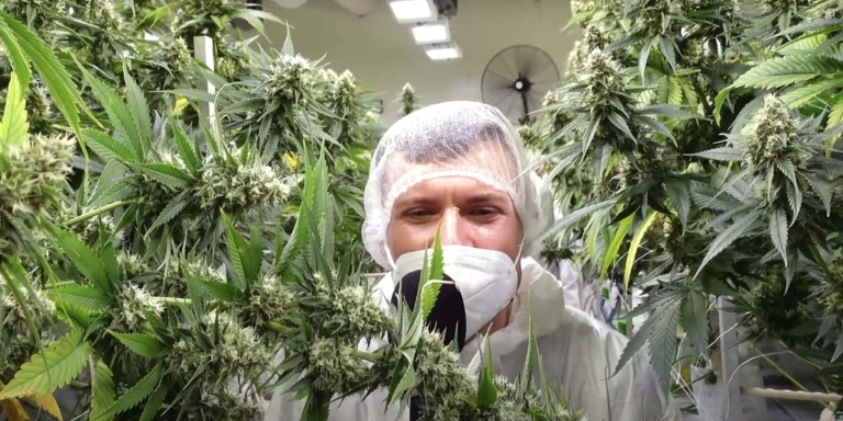 Craft Cannabis: Was ist das?