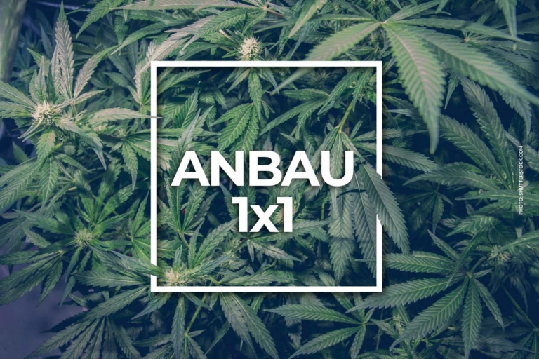 Cannabis Gesetze Deutschland: Was ist erlaubt ?