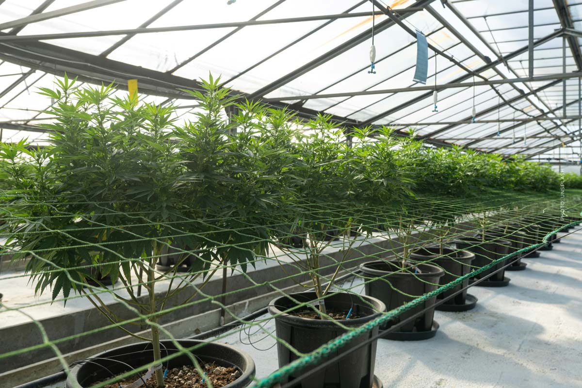 Cannabis Sorte: Cannabis, Plantage, Deutschland, Anbau, Hanf