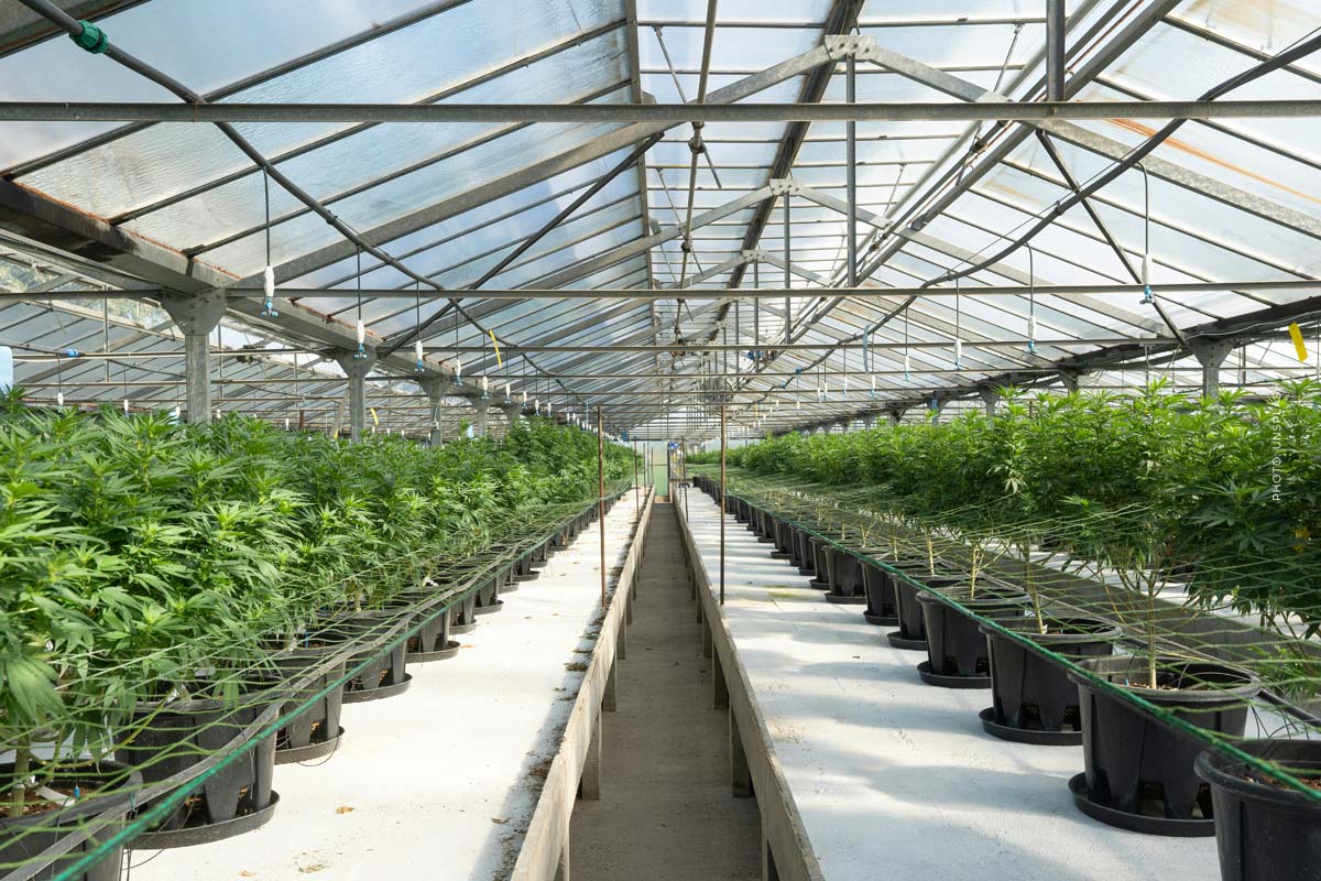 Cannabis Sorte: Cannabis, Plantage, Deutschland, Anbau, Hanf
