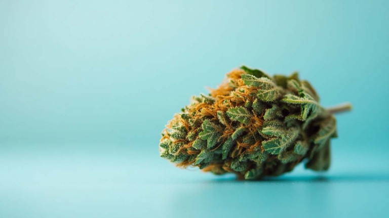 Mountain Girl Sorte: Genetik, Wirkung & THC