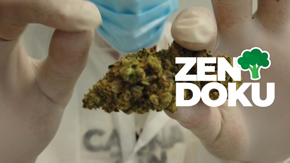 Cannabis Sorte: Cannazen, Cannabis, Doku, Inside, Deutschland