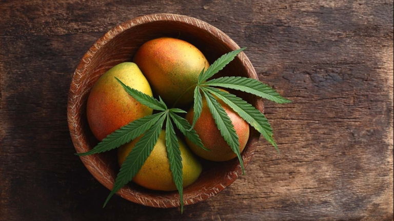 Myrcen: Wirkung, Cannabis-Sorten & was macht dieses Terpen?