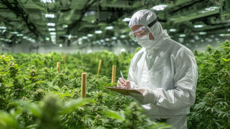 HHC: Wirkung, legal in Deutschland & Unterschied zu THC?
