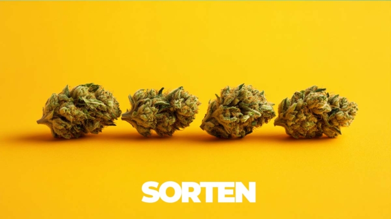 Terpineol Cannabis: Alpha, Effekte & Sorten